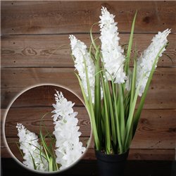 1 stk. Naturtro Sivgr&aelig;s i Potte med 3 Hvidblomstrende Stilke &ndash; 69 cm