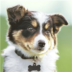 20 stk. Servietter søde hundeservietter - Sød hund 33x33 cm 3-lags