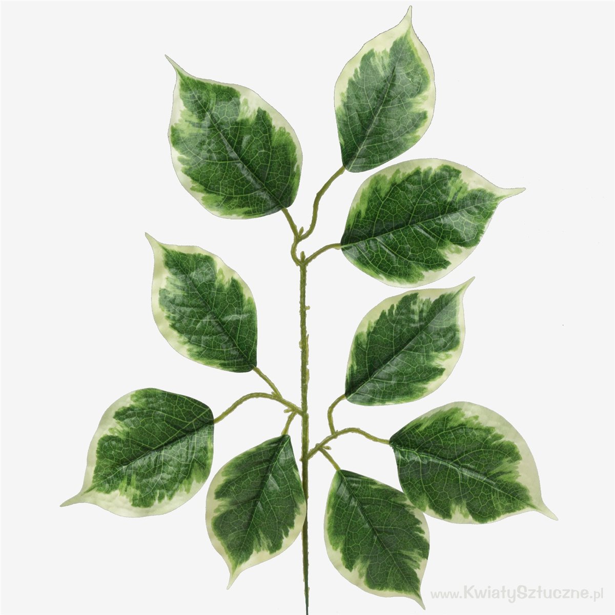 1 stk. Kunstig Ficus Benjamin Gren grøn/gul kant 55 cm 1 stk. Kunstig Ficus Benjamin Gren grøn/gul kant 55 cm