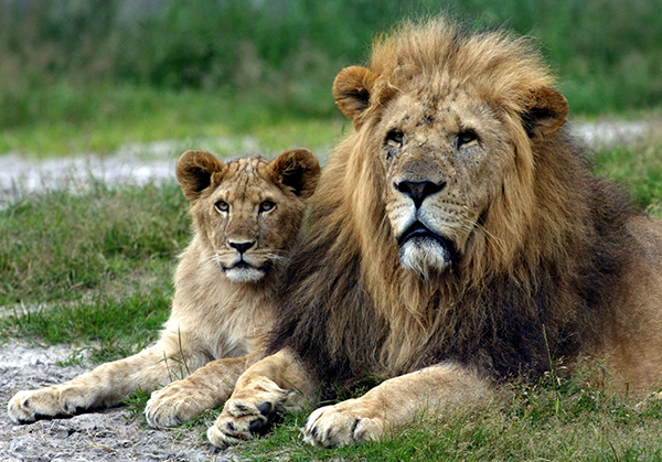 Løver i Gvieskud zoo